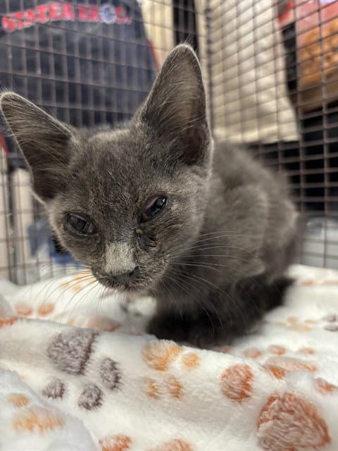 Nessie - Domestic Short Hair