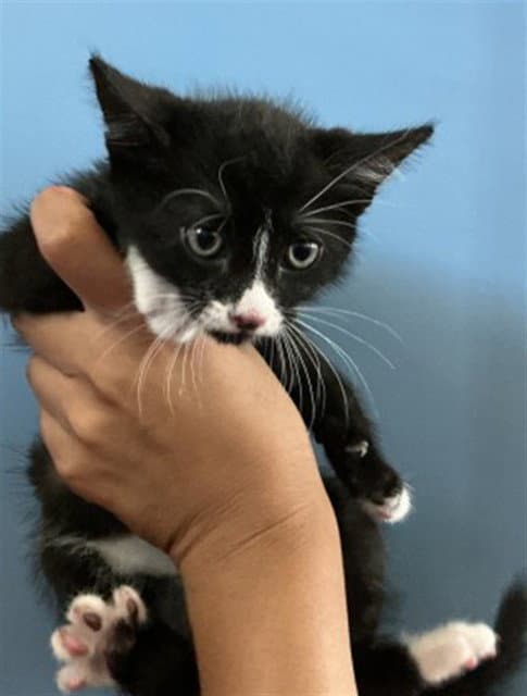 Elle - Domestic Short Hair