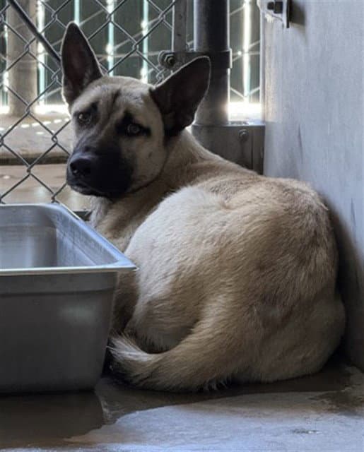 Elijah - German Shepherd Dog