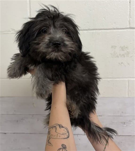 Mia - Maltese