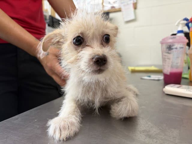 Henry - Terrier
