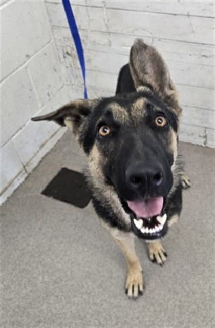 Frida - German Shepherd Dog