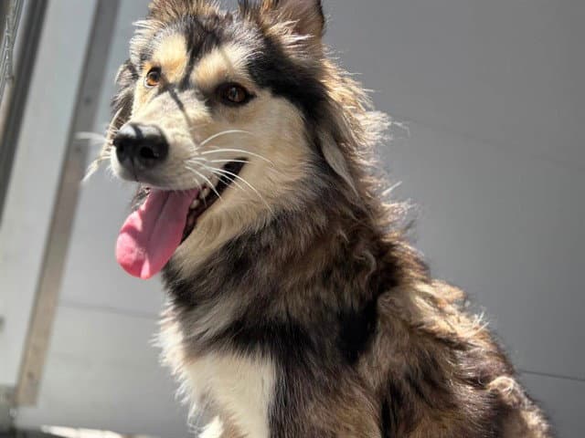 Monet - Siberian Husky