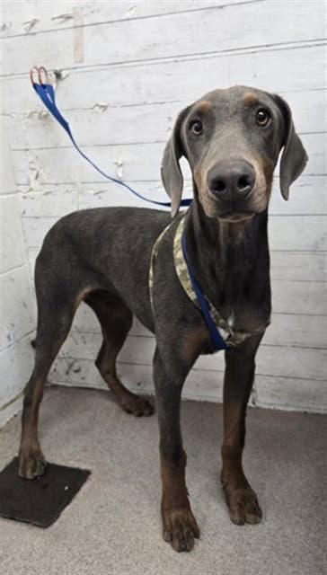 Narroti - Doberman Pinscher