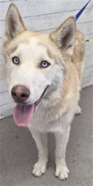 Herbert - Siberian Husky