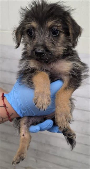 Izzie - Terrier