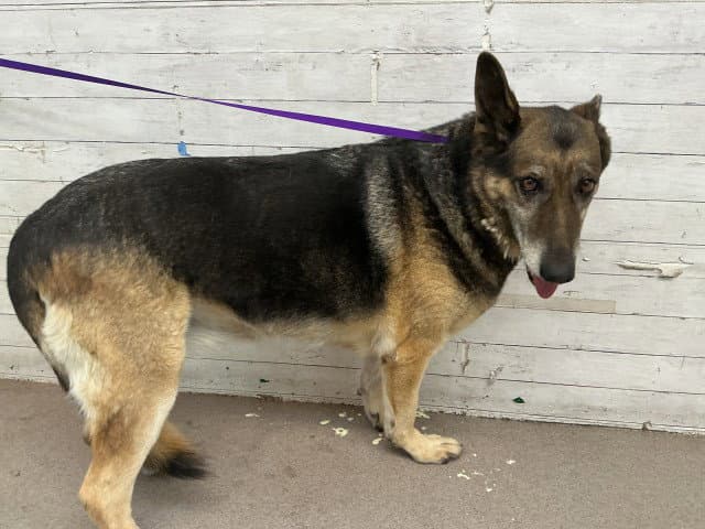 Fiona - German Shepherd Dog