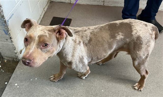 Dream - Pit Bull Terrier