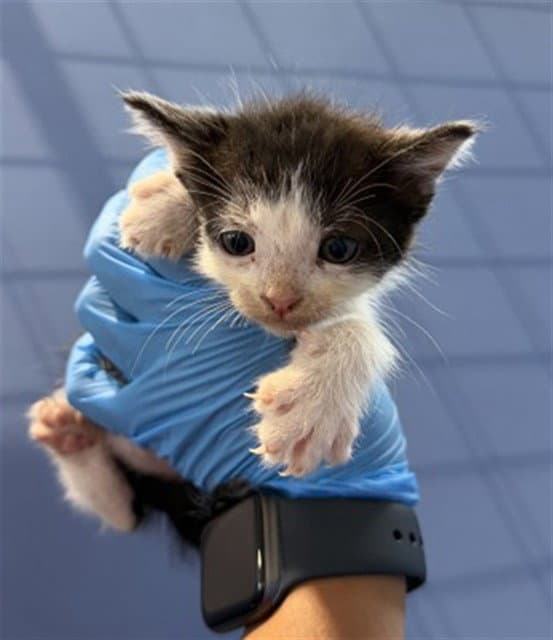 Tinker - Domestic Short Hair