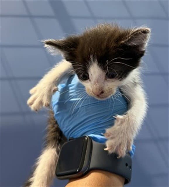 Griffin - Domestic Short Hair