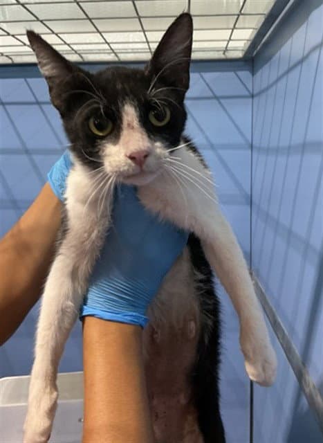 Halo - Domestic Short Hair