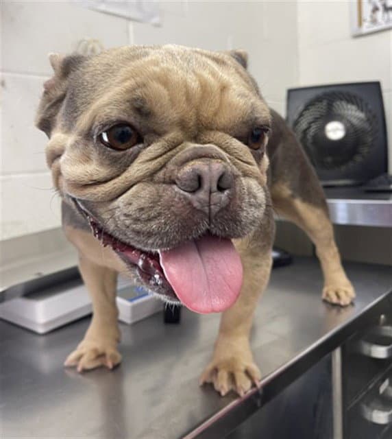 Sandy - French Bulldog