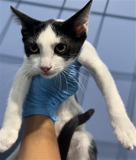 Whisper - Domestic Short Hair