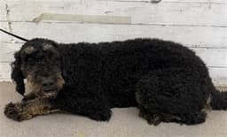 Maximus image 1