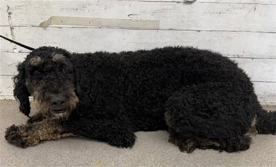 Maximus - Poodle (Standard)