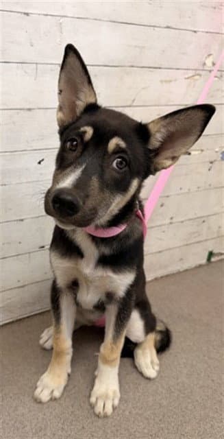 Unknown - Siberian Husky