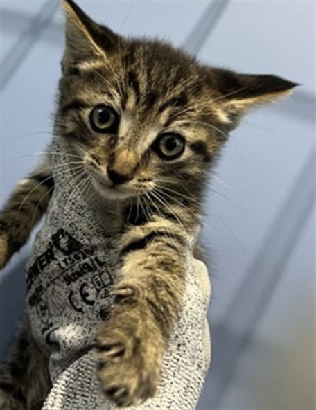 Nixie - Domestic Short Hair