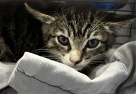 Tiara - Domestic Short Hair
