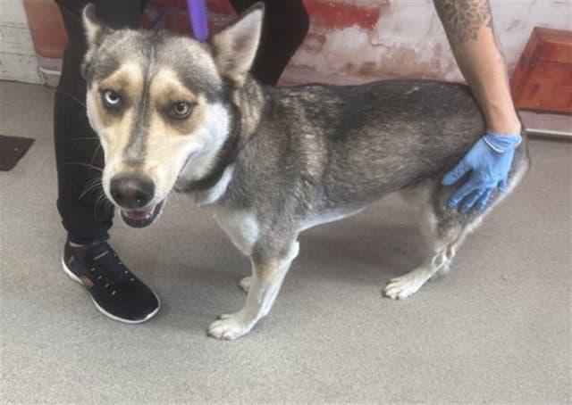 Nakea - Siberian Husky