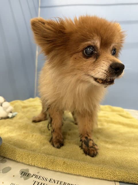 Bear - Pomeranian