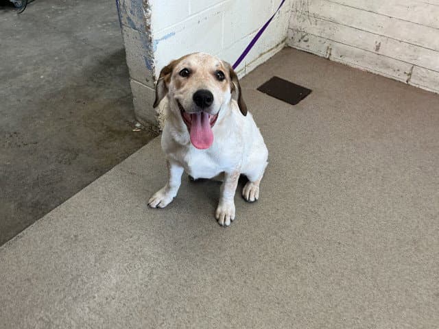 Sandi - Australian Cattle Dog/Blue Heeler