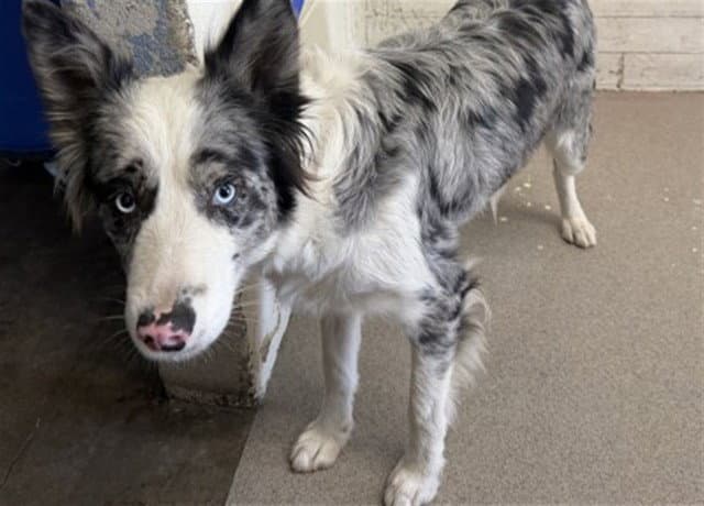 Melanie - Australian Shepherd