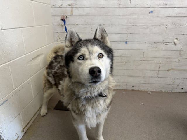 Dale - Siberian Husky