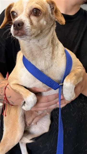 Sadie - Chihuahua