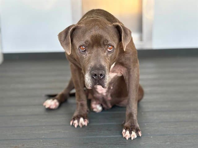 Charlie - Pit Bull Terrier