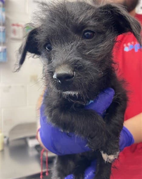 Unknown - Terrier