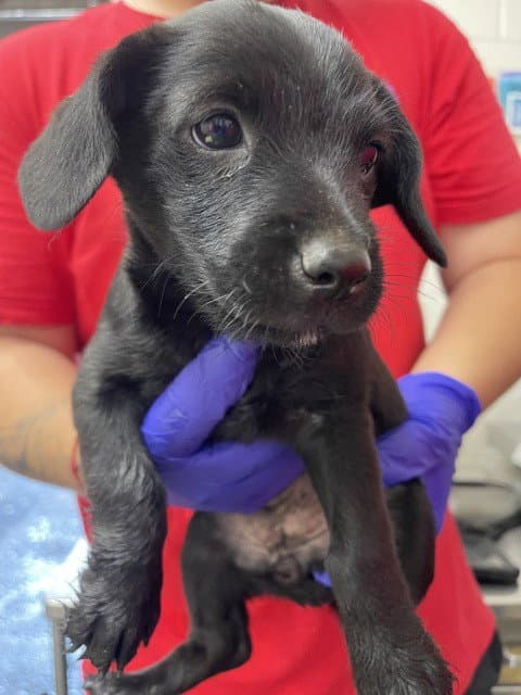 Unknown - Terrier