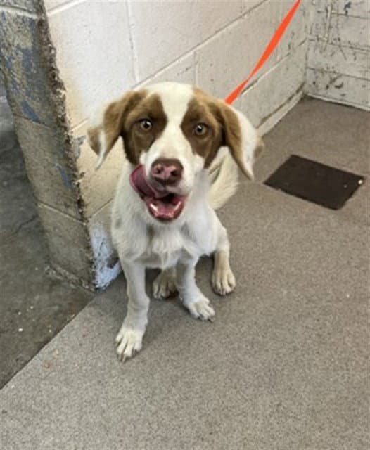 Buddy - Australian Shepherd