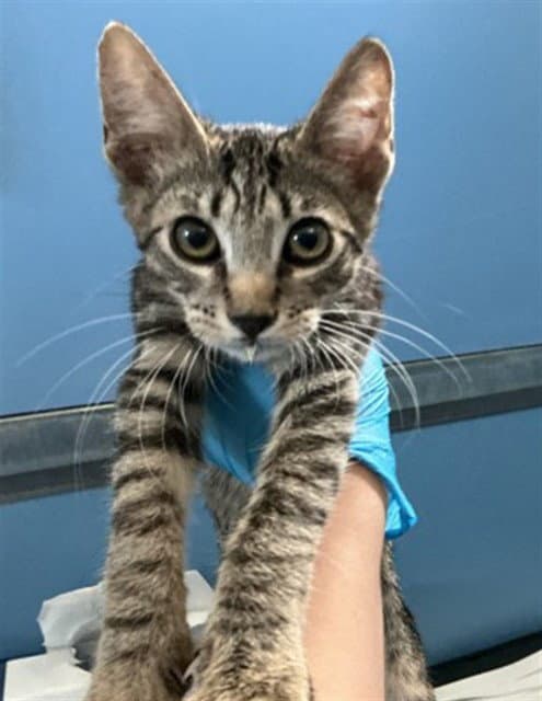 Loki - Domestic Short Hair