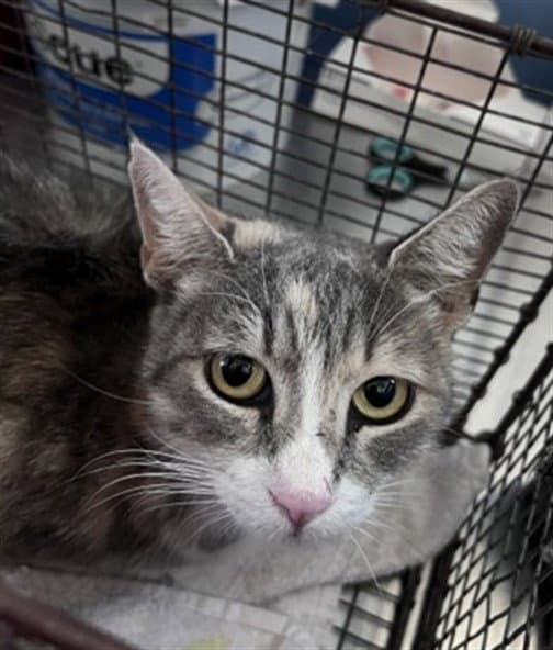 Delia - Domestic Short Hair