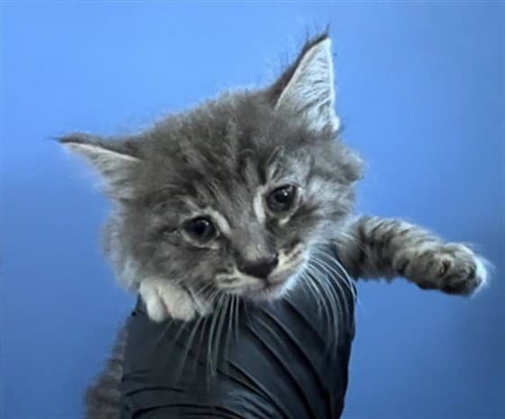 Daniella - Domestic Short Hair