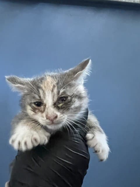 Olga - Domestic Short Hair