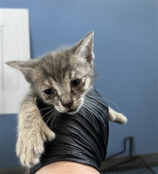 Polly - Domestic Short Hair