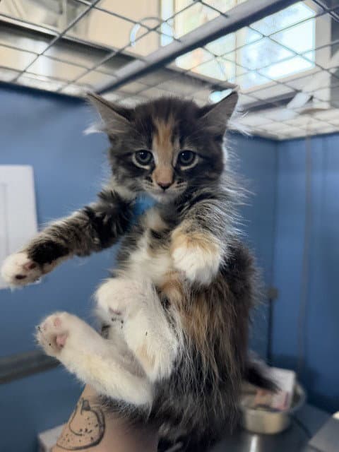 Dana - Domestic Medium Hair