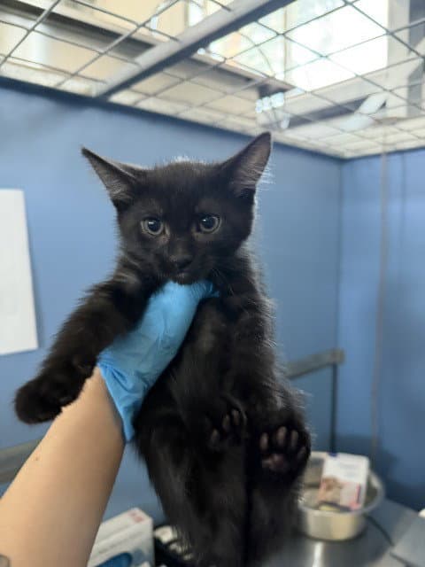 Andrea - Domestic Medium Hair