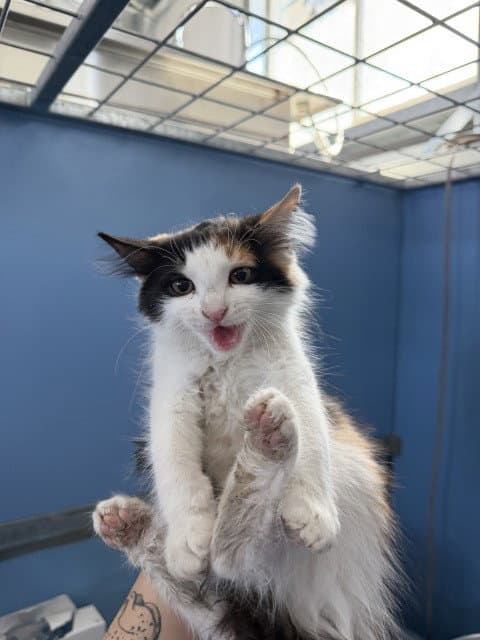 Maxine - Domestic Long Hair