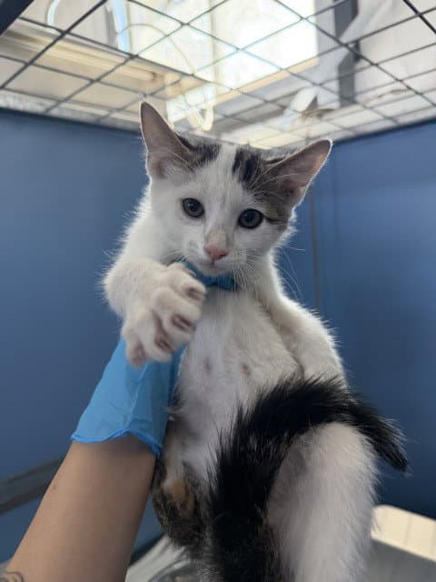 Dorian - Domestic Short Hair