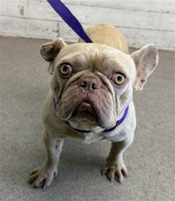 Mona - French Bulldog