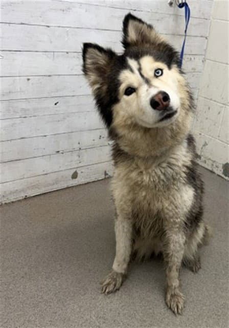 Yari - Siberian Husky