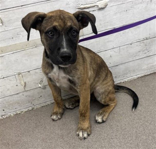 Peony - Pit Bull Terrier