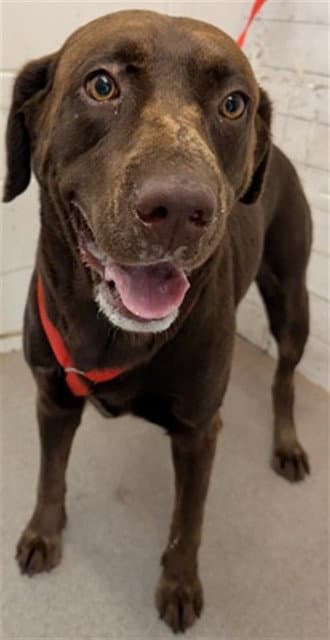 Cafecita - Labrador Retriever
