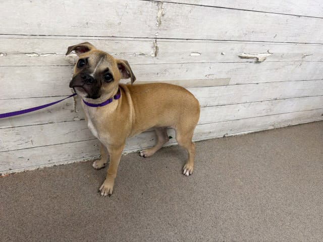 Zoro - Pug