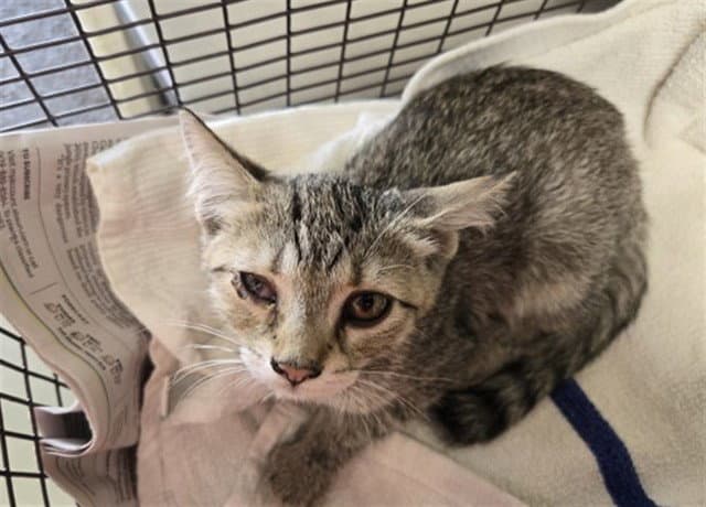 Aliyah - Domestic Short Hair
