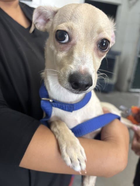 Baby - Chihuahua