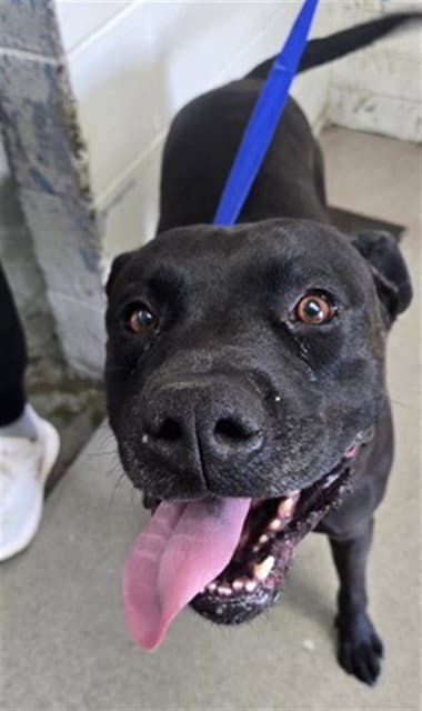 Mark - Pit Bull Terrier