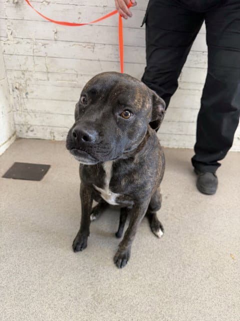 Doja - Pit Bull Terrier